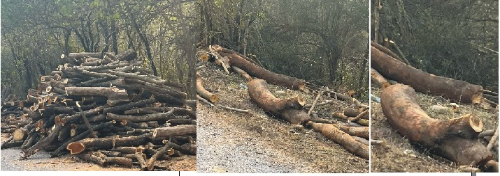 منگلا :سید لال بادشاہ دربار سے ملحقہ جگہ سڑک کشادگی اور شاخ تراشی کے نام پر وسیع پیمانے پر جنگلات کی کٹائی جنگل کے خاتمے کے ساتھ لاکھوں روپے کی لکڑ معمولی ٹھیکے کے نام پر کاٹ لی گئی،بڑے جنگل کو ذاتی لالچ کے لیے کاٹ دیا گیا